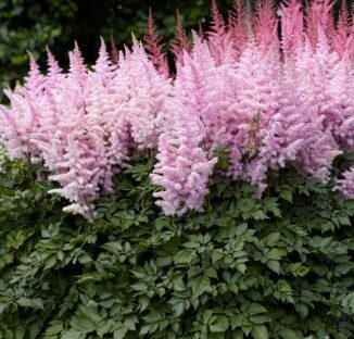 Astilbe 'Ice Cream'  (pieejams no jūnija)